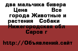 два мальчика бивера › Цена ­ 19 000 - Все города Животные и растения » Собаки   . Нижегородская обл.,Саров г.